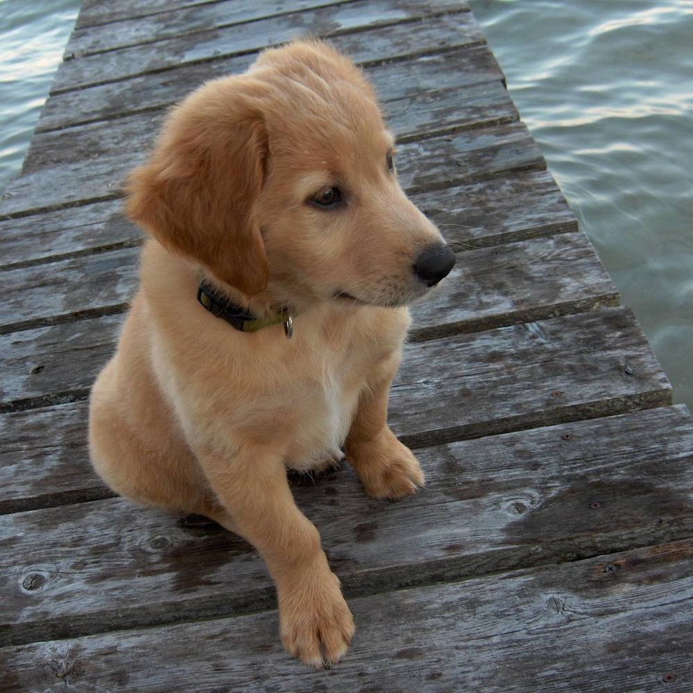 Meet your Posher, Irene